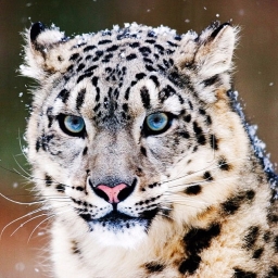 Avatar of user Snowfire