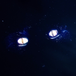 Avatar of user delve