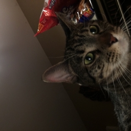 Avatar of user Kat-nundrum
