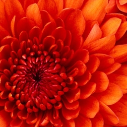 Avatar of user PrincessK