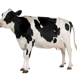 Avatar of user a cow
