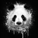 Cover of album Panda's Journey by Pandi Panda