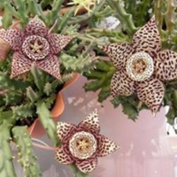 Avatar of user silvia_bo