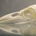 Avatar of user hadronkaleidoscope