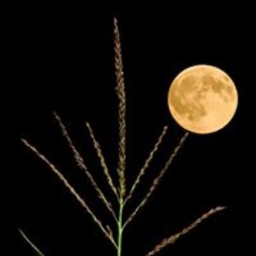 Avatar of user vasishth_sidarala