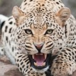 Avatar of user ETHANPOON