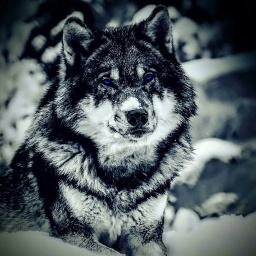 Avatar of user anthony_maiden