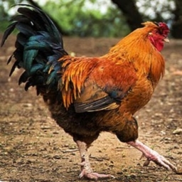 Avatar of user rooster_1776