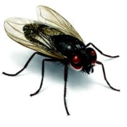 Avatar of user The fly on the wall of AT