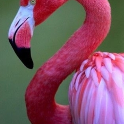 Avatar of user flamingo_shrimp