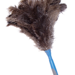 Avatar of user Feather Duster