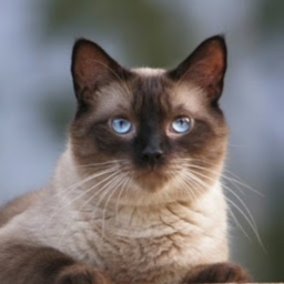 Avatar of user z4dag