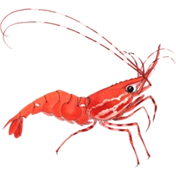 Avatar of user Shrimp nigga