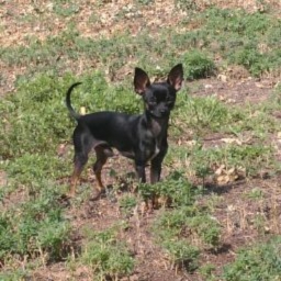 Avatar of user Austinthebiga2