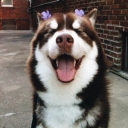 Avatar of user neshlyshev_gmail_com