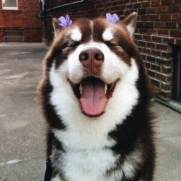 Avatar of user neshlyshev_gmail_com