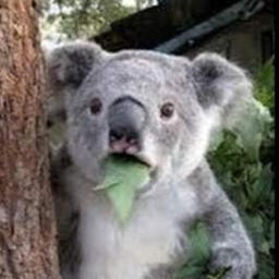 Avatar of user pmalleo_student_shsd_org