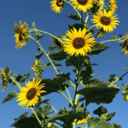 Avatar of user madi_sy