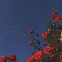 Cover of album Roses by Giorgio <3